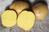 ОпубликованТовар или услугасорт Азарт картофель семенной 2 кг