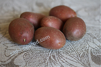 Сорт Беллароза (Bellarosa) картофель семенной 2кг