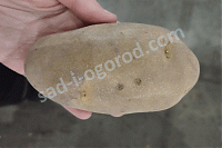 ОпубликованТовар или услугаСорт Экстра картофель семенной 2кг