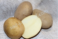 ОпубликованТовар или услугаСорт Ла Страда картофель семенной 2 кг