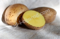 ОпубликованТовар или услугаСорт Прайм картофель семенной 2кг
