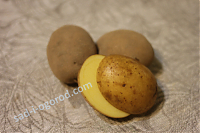 Сорт Скарб картофель семенной 2кг