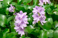 Водный гиацинт или Эйхорния крассипес Eichornia crassipes