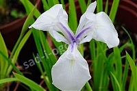 Ирис гладкий Сноудрифт Iris laevigata Snowdrift