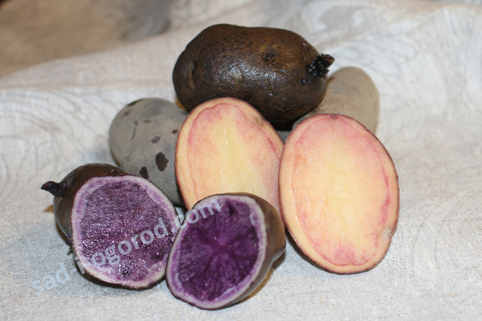Фиолетовые сорта картофеля
