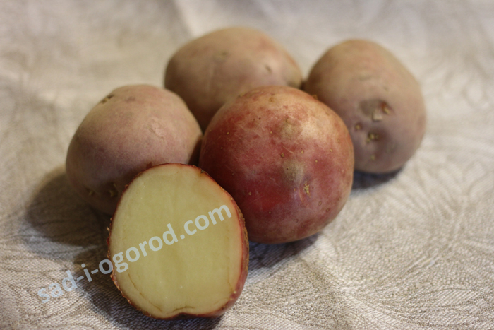 Купить семенной картофель Шарвари Пирошка с доставкой в Сад от А до Я