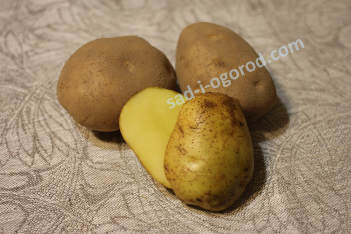 Купить семенной картофель Винета