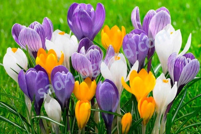 ｃrocus トナー3本まとめ売り Крокусы микс крупноцветковых сортов Crocus Large Flowering mix