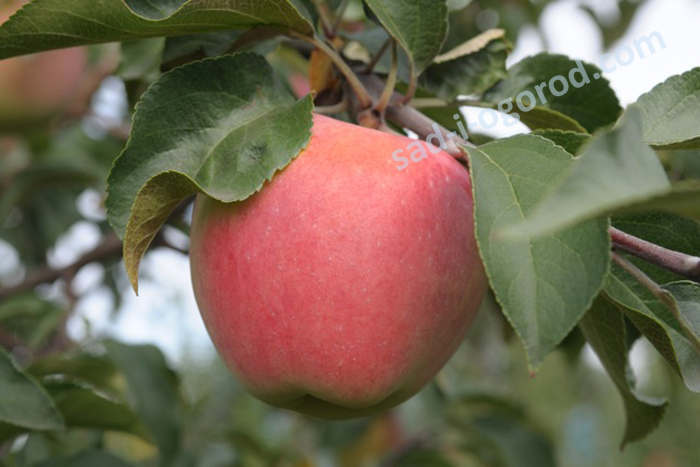 Купить саженцы яблони Кандиль Орловский Kandil Orlovskiy |Сад от А до Я