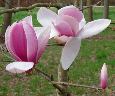 Цветок магнолии Ким Кунсо
