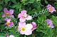 Лапчатка кустарниковая Пинк Бьюти Potentilla fruticosa Pink Beauty