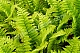 Щитовник мужской Dryopteris filix mas Crispa