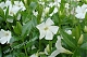 Барвинок малый Альба Vinca minor Alba