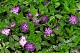 Барвинок малый Атропурпуреа Vinca minor Atropurpurea