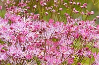 Василистник водосборолистный Thalictrum aquilegifolium