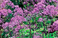 Василистник Блэк Стокингз Thalictrum delavayi Black Stockings