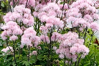 Василистник Нимбус Пинк Thalictrum Nimbus Pink