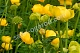 Купальница европейская  Trollius europaeus