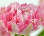 Тюльпан бахромчатый Криспион Свит Tulipa Crispion Sweet