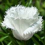 Тюльпан бахромчатый Tulipa Honeymoon