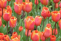 Тюльпан триумф Tulipa Annie Schilder