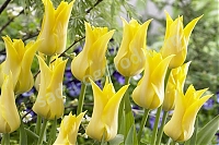 Тюльпан лилиецветный Баллада Голд Tulipa Ballade Gold