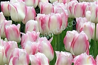 Тюльпан простой поздний Tulipa Blushing Girl