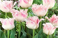 Тюльпан бахромчатый Гэлери Tulipa Galerie