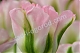 Тюльпан Гренланд зеленоцветный Tulipa Groenland