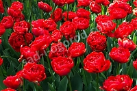 Тюльпан махровый Tulipa Miranda