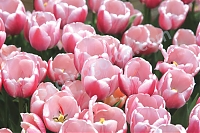 Тюльпан дарвинов гибрид Оллиулес Tulipa Ollioules
