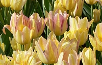 Тюльпан многоцветковый Антуанетта Antoinette