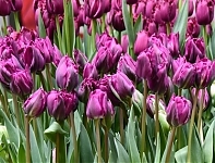 Тюльпан Негрита Дабл Tulipa Negrita Double