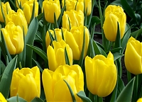 Тюльпан Стронг Голд Tulipa Strong Gold