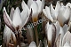 Крокус алатавский Crocus alatavicus