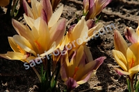 Крокус узколистный Бронзе Форм Crocus angustifolius Bronze Form