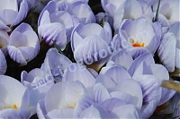 ОпубликованТовар или услугаКрокус золотистый Блю Марлин Crocus chrysanthus Blue Marlin