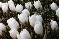 Крокус Полар Бир Crocus chrysanthus Polar Bear