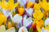 Крокус золотистый микс Crocus chrysanthus mix