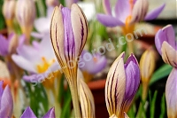 Крокус Де Ягер Crocus imperati De Jager