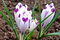 Шафран Гейфеля Crocus heuffelianus Snow Princess