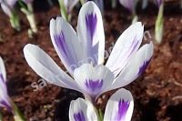 Крокус Гейфеля Полар Кинг Crocus heuffellianus x ‘Polar King’