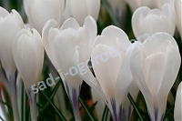 Крокус крупноцветковый Айс Квин Crocus large flowering Ice Queen