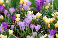 Крокус мелкоцветковый микс Crocus kleinbloemig mix