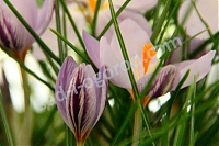 Крокус Фонтенайи Crocus laevigatus Fontenayi