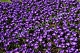 Крокус крупноцветковый Crocus Large Flowering Remembrance