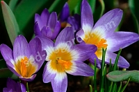 Крокус Сайбери Триколор Crocus sieberi subsp. sublimis Tricolor