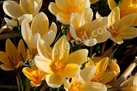 Крокус золотистый Романс Crocus chrysanthus Romance