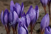 ОпубликованТовар или услугаКрокус прекрасный Семедо Crocus speciosus Semedo