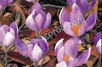 Крокус прекрасный Айчинсонии Crocus speciosus Aitchinsonii